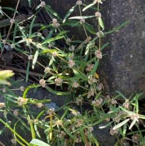 Alternanthera denticulata at MOL250: Clos Crossing - 23 Feb 2024