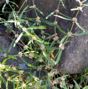 Alternanthera denticulata at Undefined Area - 23 Feb 2024 09:21 AM