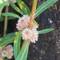 Alternanthera denticulata at Undefined Area - 23 Feb 2024 09:21 AM