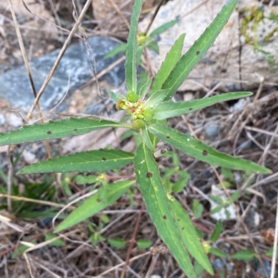 Euphorbia davidii (David's Spurge) at Molonglo River Reserve - 23 Feb 2024 by SteveBorkowskis