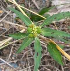 Euphorbia davidii at Molonglo River Reserve - 23 Feb 2024