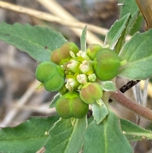 Euphorbia davidii at Molonglo River Reserve - 23 Feb 2024