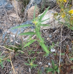 Euphorbia davidii at Molonglo River Reserve - 23 Feb 2024