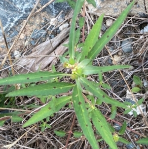 Euphorbia davidii at Molonglo River Reserve - 23 Feb 2024