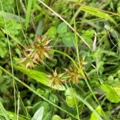 Juncus fockei (A Rush) at Mt Holland - 19 Feb 2024 by JaneR