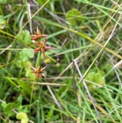 Juncus fockei at Mt Holland - 19 Feb 2024 11:34 AM