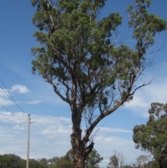 Eucalyptus melliodora (Yellow Box) at Holt, ACT - 23 Feb 2024 by pinnaCLE
