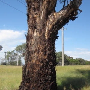 Eucalyptus melliodora at Holt, ACT - 23 Feb 2024