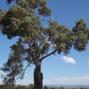 Eucalyptus bridgesiana at Holt, ACT - 23 Feb 2024