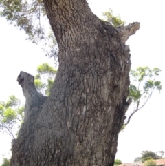 Eucalyptus bridgesiana at Holt, ACT - 23 Feb 2024