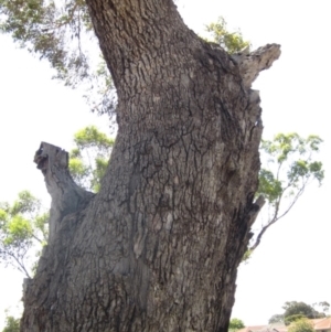 Eucalyptus bridgesiana at Holt, ACT - 23 Feb 2024