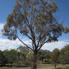 Eucalyptus bridgesiana (Apple Box) at Higgins, ACT - 23 Feb 2024 by pinnaCLE