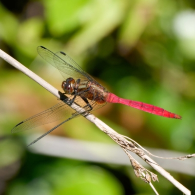 Orthetrum villosovittatum (Fiery Skimmer) at Mogo, NSW - 22 Feb 2024 by DPRees125