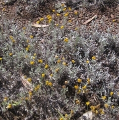 Chrysocephalum apiculatum (Common Everlasting) at Higgins, ACT - 23 Feb 2024 by pinnaCLE