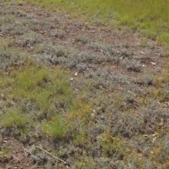 Chrysocephalum apiculatum at Higgins, ACT - 23 Feb 2024 02:30 PM