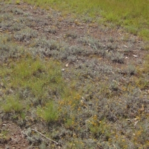 Chrysocephalum apiculatum at Higgins, ACT - 23 Feb 2024 02:30 PM