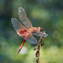 Tramea loewii (Common Glider) at Mogo, NSW - 22 Feb 2024 by DPRees125