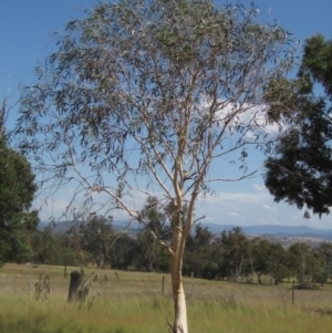 Eucalyptus pauciflora subsp. pauciflora at Higgins, ACT - 23 Feb 2024