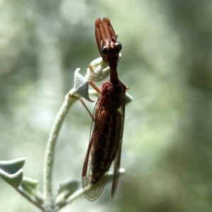 Campion sp. (genus) at Downer, ACT - 23 Feb 2024