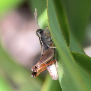 Phaulacridium vittatum at Downer, ACT - 23 Feb 2024