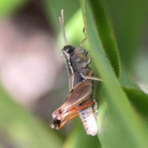 Phaulacridium vittatum at Downer, ACT - 23 Feb 2024