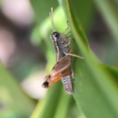 Phaulacridium vittatum at Downer, ACT - 23 Feb 2024