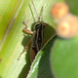 Phaulacridium vittatum at Downer, ACT - 23 Feb 2024 02:47 PM