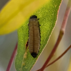 Paropsisterna cloelia (Eucalyptus variegated beetle) at Downer, ACT - 23 Feb 2024 by Hejor1