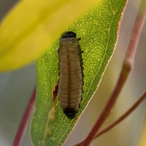 Paropsisterna cloelia at Downer, ACT - 23 Feb 2024 02:54 PM