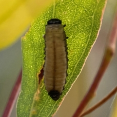 Paropsisterna cloelia at Downer, ACT - 23 Feb 2024