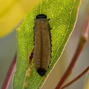 Paropsisterna cloelia at Downer, ACT - 23 Feb 2024 02:54 PM