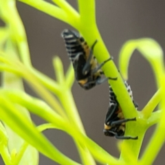 Eurymelinae (subfamily) (Unidentified eurymeline leafhopper) at Downer, ACT - 23 Feb 2024 by Hejor1