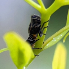 Eurymelinae (subfamily) at Downer, ACT - 23 Feb 2024