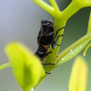 Eurymelinae (subfamily) at Downer, ACT - 23 Feb 2024