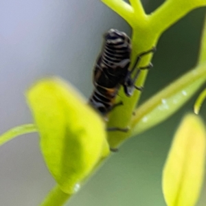 Eurymelinae (subfamily) at Downer, ACT - 23 Feb 2024