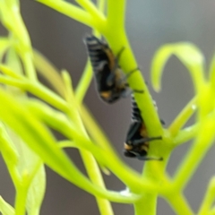 Eurymelinae (subfamily) at Downer, ACT - 23 Feb 2024