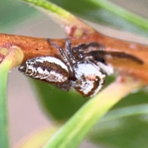 Opisthoncus abnormis at Downer, ACT - 23 Feb 2024