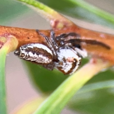 Opisthoncus abnormis (Long-legged Jumper) at Downer, ACT - 23 Feb 2024 by Hejor1