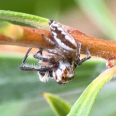 Opisthoncus abnormis at Downer, ACT - 23 Feb 2024