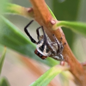 Opisthoncus abnormis at Downer, ACT - 23 Feb 2024