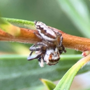 Opisthoncus abnormis at Downer, ACT - 23 Feb 2024