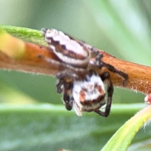 Opisthoncus abnormis at Downer, ACT - 23 Feb 2024