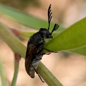 Ptilophorus sp. (genus) at Downer, ACT - 23 Feb 2024