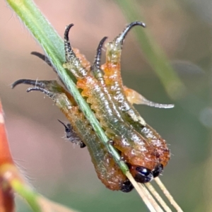 Pterygophorus cinctus at Downer, ACT - 23 Feb 2024