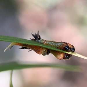 Pterygophorus cinctus at Downer, ACT - 23 Feb 2024