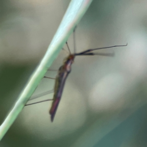 Rayieria sp. (genus) at Downer, ACT - 23 Feb 2024