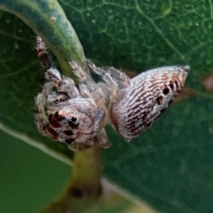 Opisthoncus grassator at Downer, ACT - 23 Feb 2024