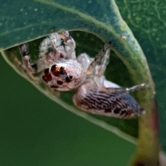 Opisthoncus grassator at Downer, ACT - 23 Feb 2024