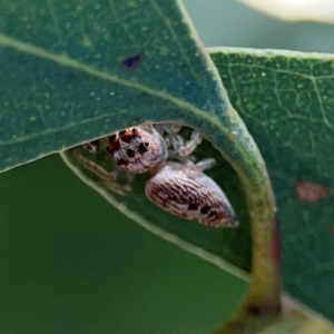 Opisthoncus grassator at Downer, ACT - 23 Feb 2024