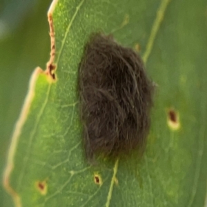 Lepidoptera unclassified IMMATURE at Downer, ACT - 23 Feb 2024